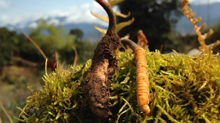 極品鮮冬蟲(chóng)夏草保存指南