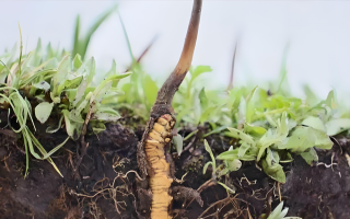 冬蟲夏草新鮮度鑒定指南：多維度甄別優(yōu)質(zhì)鮮草