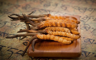 冬蟲夏草新鮮價格探秘：每克多少錢？