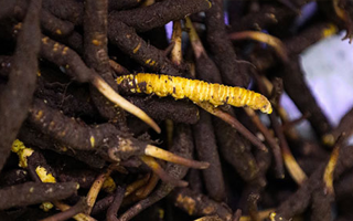 品鮮蟲草之妙，享滋補(bǔ)之道