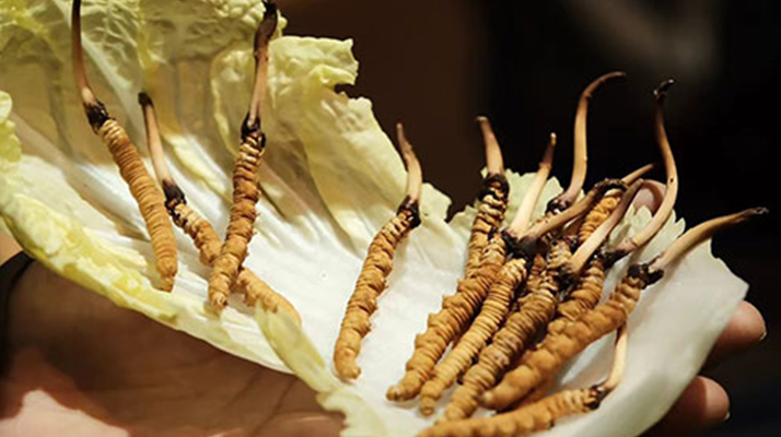 冬蟲夏草：干草與鮮草的終極對比，哪種更適合你？