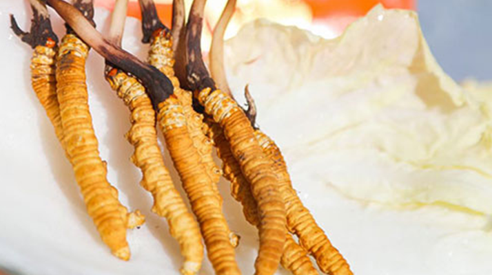 冬蟲夏草鮮草打包發(fā)貨全流程:從采摘到送達的保鮮之旅