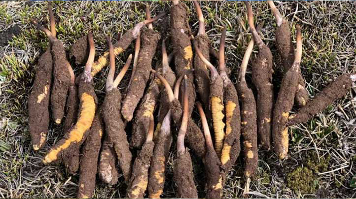 冬蟲夏草鮮草的黃金產(chǎn)區(qū)：雪域之上的生命密碼