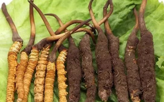 到哪里買新鮮的冬蟲夏草？三步辨真?zhèn)?，四大渠道安心?> </div>
            <div   id=