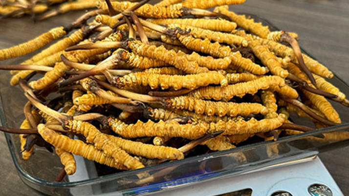 冬蟲夏草鮮草的黃金食用期，你知道嗎？