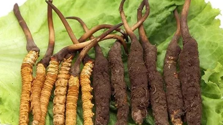 解密冬蟲(chóng)夏草:為何鮮品更勝一籌