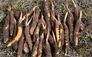 冬蟲夏草：干的好還是新鮮的妙？