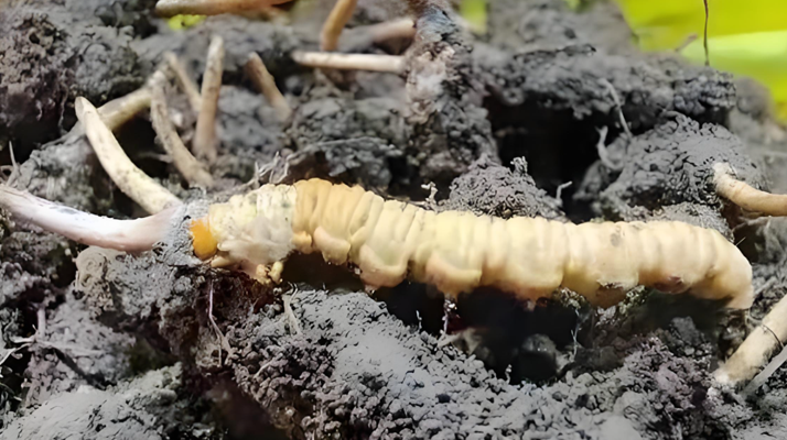 新鮮<a href=http://www.jiangnongst.com/jianbie/ target=_blank class=infotextkey>冬蟲夏草鑒別</a>指南:輕松辨別真?zhèn)蝺?yōu)劣