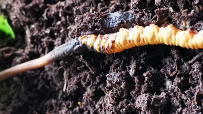 <a href=http://www.jiangnongst.com/xinxian/ target=_blank class=infotextkey>新<a href=http://www.jiangnongst.com/xinxian/ target=_blank class=infotextkey>鮮冬蟲夏草價(jià)格</a></a>解析