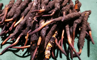 鮮冬蟲夏草可以泡水喝嗎？深度解析其飲用之道