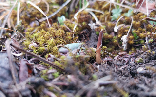 一口山野的饋贈：鮮冬蟲夏草的味道密碼