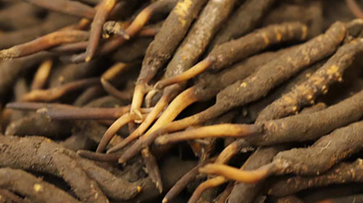 如何挑選<a href=http://www.jiangnongst.com/xinxian/ target=_blank class=infotextkey>新<a href=http://www.jiangnongst.com/xinxian/ target=_blank class=infotextkey>鮮冬蟲夏草</a></a>？掌握這幾個(gè)關(guān)鍵技巧