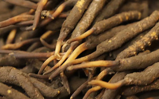 如何挑選新鮮冬蟲夏草？掌握這幾個(gè)關(guān)鍵技巧
