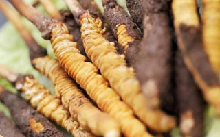 冬蟲夏草：干品與鮮品，誰更勝一籌？