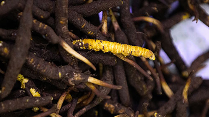 冬蟲(chóng)夏草鮮草冷凍保存全攻略:鎖住營(yíng)養(yǎng)的科學(xué)方法