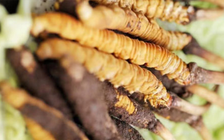 冬蟲夏草鮮草能賣多久？多因素影響下的售賣周期解析