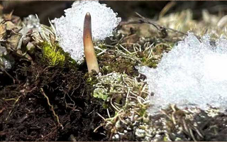 冬蟲(chóng)夏草鮮草泡酒全指南：醇香滋補(bǔ)的釀造秘籍