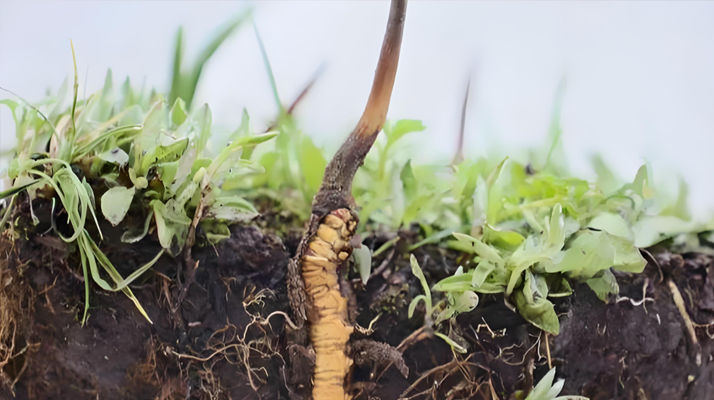 探秘西藏新鮮蟲(chóng)草:雪域高原的養(yǎng)生瑰寶