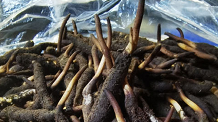 冬蟲(chóng)夏草鮮草能不能泡酒？科學(xué)解析與實(shí)用指南