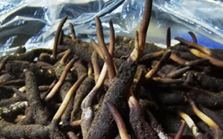 冬蟲(chóng)夏草鮮草能不能泡酒？科學(xué)解析與實(shí)用指南