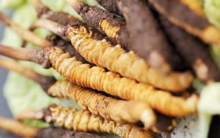 冬蟲夏草鮮草可以生吃嗎？一文解讀食用真相