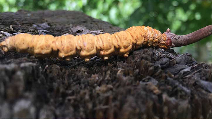 正宗野生<a href=http://www.jiangnongst.com/jiage/ target=_blank class=infotextkey>蟲草多少錢</a>一斤