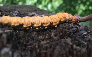 正宗野生蟲草多少錢一斤