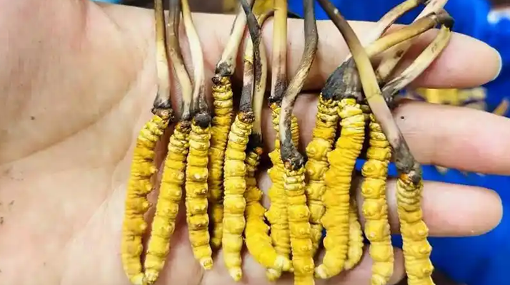 鮮冬蟲(chóng)夏草出水怎么辦？實(shí)用處理指南