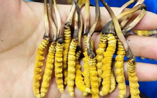 鮮冬蟲(chóng)夏草出水怎么辦？實(shí)用處理指南