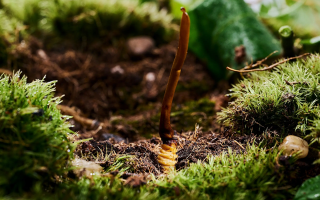 鮮香滋補(bǔ)！鮮冬蟲夏草燉雞湯的美味做法