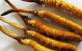 鮮冬蟲夏草常溫能放多久？一文讀懂保存秘籍