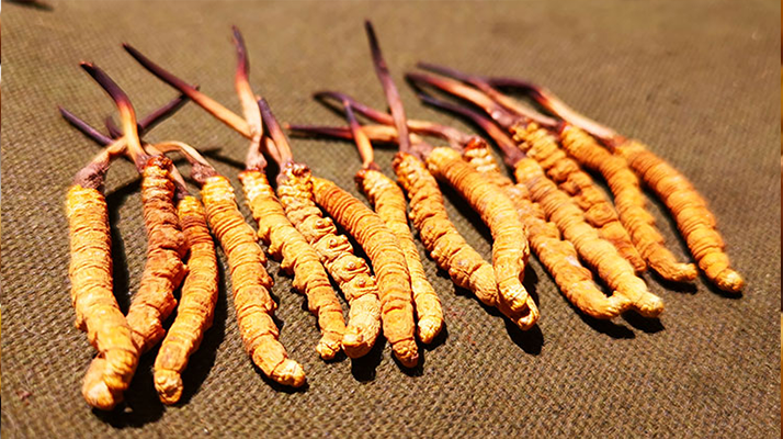 冬蟲夏草優(yōu)劣鑒別指南