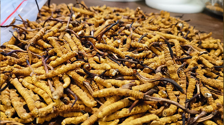 冬蟲夏草品質(zhì)價位表大全，一文掌握行情