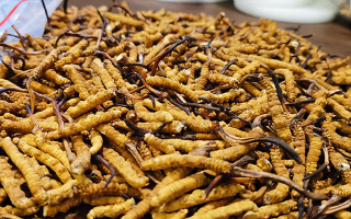 冬蟲夏草品質(zhì)價(jià)位表大全，一文掌握行情