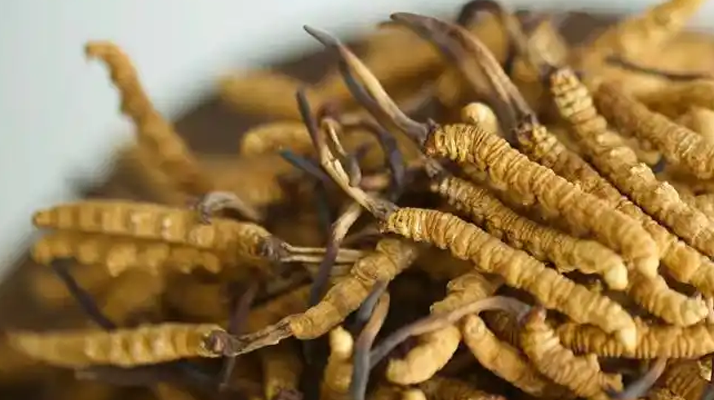 比如扎拉鄉(xiāng)：冬蟲夏草的高原瑰寶