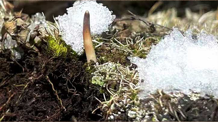 探秘雪域珍寶：最大的新鮮<a href=http://www.jiangnongst.com/ target=_blank class=infotextkey><a href=http://www.jiangnongst.com/s/nqcc/ target=_blank class=infotextkey>那曲冬蟲夏草</a></a>