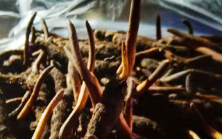 新鮮冬蟲(chóng)夏草保存全攻略：鎖住營(yíng)養(yǎng)，延長(zhǎng)鮮味