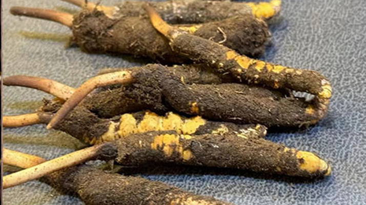 新鮮<a href=http://www.jiangnongst.com/jiage/ target=_blank class=infotextkey>冬蟲夏草價(jià)格</a>