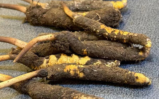 新鮮冬蟲夏草價(jià)格揭秘