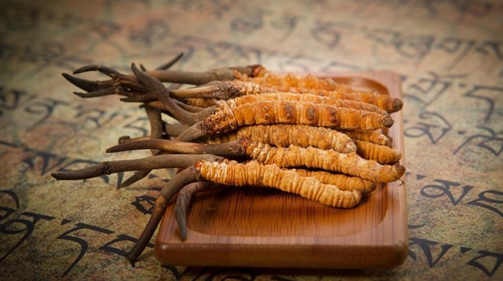 冬蟲夏草鮮草會(huì)上火嗎？科學(xué)解讀其食用特性