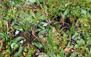 冬蟲(chóng)夏草鮮草好不好喝？探尋獨(dú)特的味覺(jué)體驗(yàn)