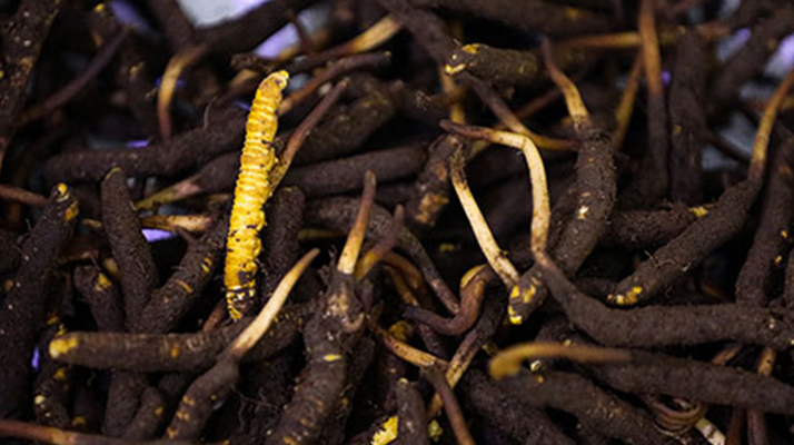 吃新鮮冬蟲夏草會過敏嗎？一文為你揭秘