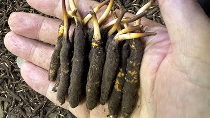 尋草之旅:踏上尋找<a href=http://www.jiangnongst.com/xinxian/ target=_blank class=infotextkey>新<a href=http://www.jiangnongst.com/xinxian/ target=_blank class=infotextkey>鮮冬蟲夏草</a></a>的征程