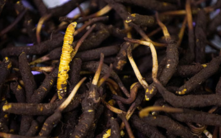 吃新鮮冬蟲夏草會過敏嗎？一文為你揭秘