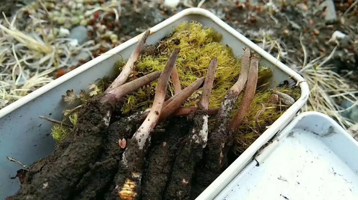 冬蟲夏草鮮草的養(yǎng)生密碼：解鎖自然饋贈的神奇功效