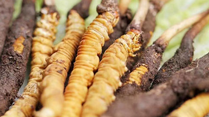 探秘冬蟲夏草鮮草的優(yōu)質產(chǎn)地：哪里的才是上佳之選