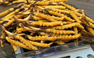 冬蟲(chóng)夏草鮮草收購(gòu)價(jià)格解析：影響因素與市場(chǎng)動(dòng)態(tài)