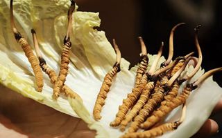 冬蟲(chóng)夏草鮮草如何吃最好？解鎖營(yíng)養(yǎng)與美味的黃金吃法