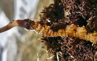 探秘新鮮冬蟲(chóng)夏草的色彩密碼? ? ? ?