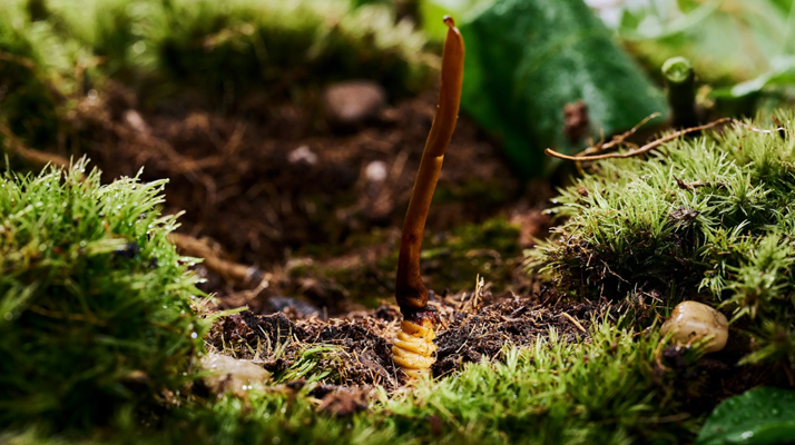 探秘那曲純野生<a href=http://www.jiangnongst.com/xinxian/ target=_blank class=infotextkey>新<a href=http://www.jiangnongst.com/xinxian/ target=_blank class=infotextkey>鮮冬蟲夏草</a></a>